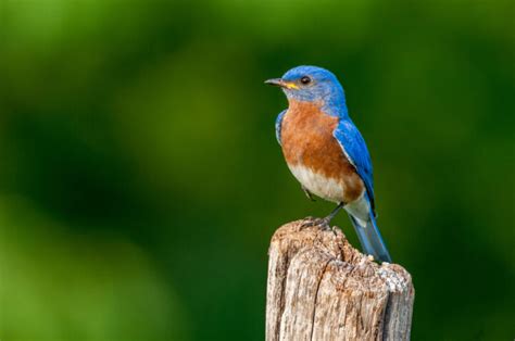 死鳥風水|鳥にまつわるスピリチュアルな意味やサインとは？！。